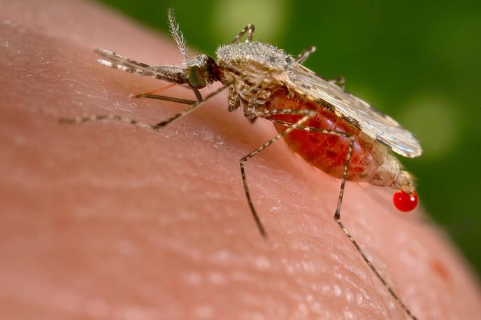 Malarija | Britanski znanstveniki so predstavili pomembno odkritje, ki bi lahko ustavilo malarijo in še vse druge nadloge, ki nam jih povzročajo komarji - natančneje, njihove samice. | Foto Reuters