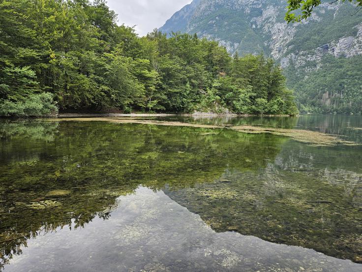 Občina bo na območje pod taborniškim prostorom, kjer so našli goščo in zabeležili pogin psa, postavila opozorilno tablo, da ljudem in psom na tem območju odsvetujejo kopanje.  | Foto: STA
