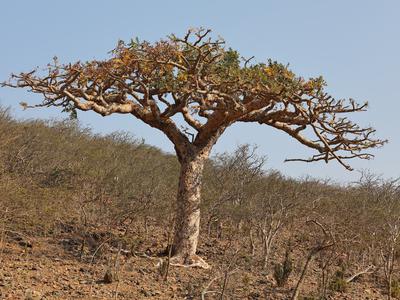 Zakaj svetu zmanjkuje kadila