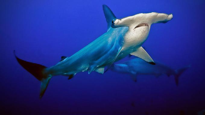 Najbolj nenavadne živali: Morski psi | Foto: National Geographic