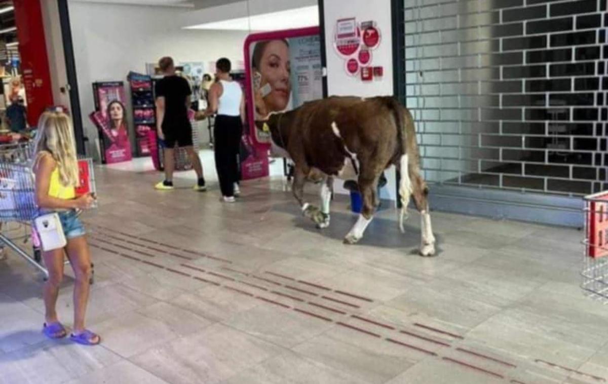 Krava | Krava je bila za obiskovalce centra prava zanimivost.  | Foto Zivinicki Hunjer/FB