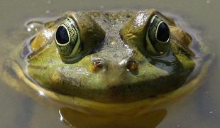 V New Yorku odkrili novo vrsto žabe