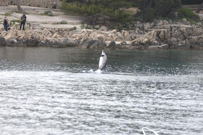 Delfin | Delfin se obnaša nenavadno.  | Foto Blue World Institute