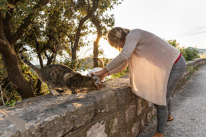 Domačini v Dubrovniku potepuške mačke redno hranijo na več sto točkah po mestu. | Foto: Shutterstock