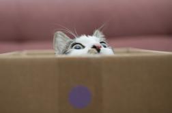 Zakaj mačke tako rade lezejo v škatle?
