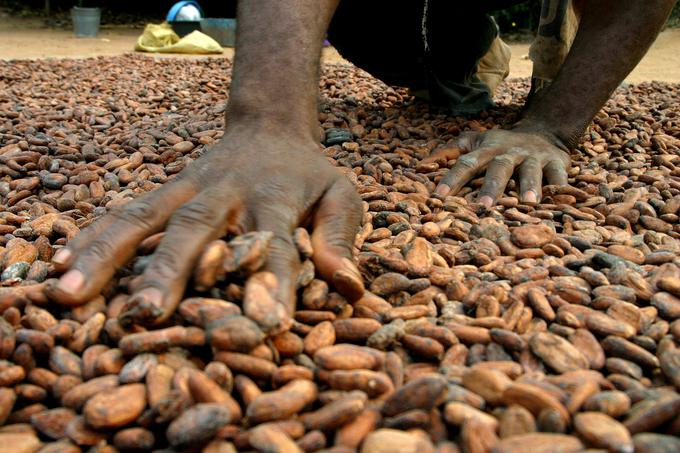 Le en odstotek kakava, proizvedenega v Kamerunu, ostane v državi za predelavo in uporabo, preostanek uvozijo na Zahod. | Foto: Reuters