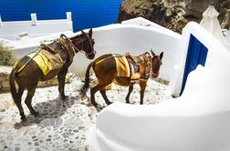 Osli na Santoriniju so pohabljeni zaradi prenašanja predebelih turistov