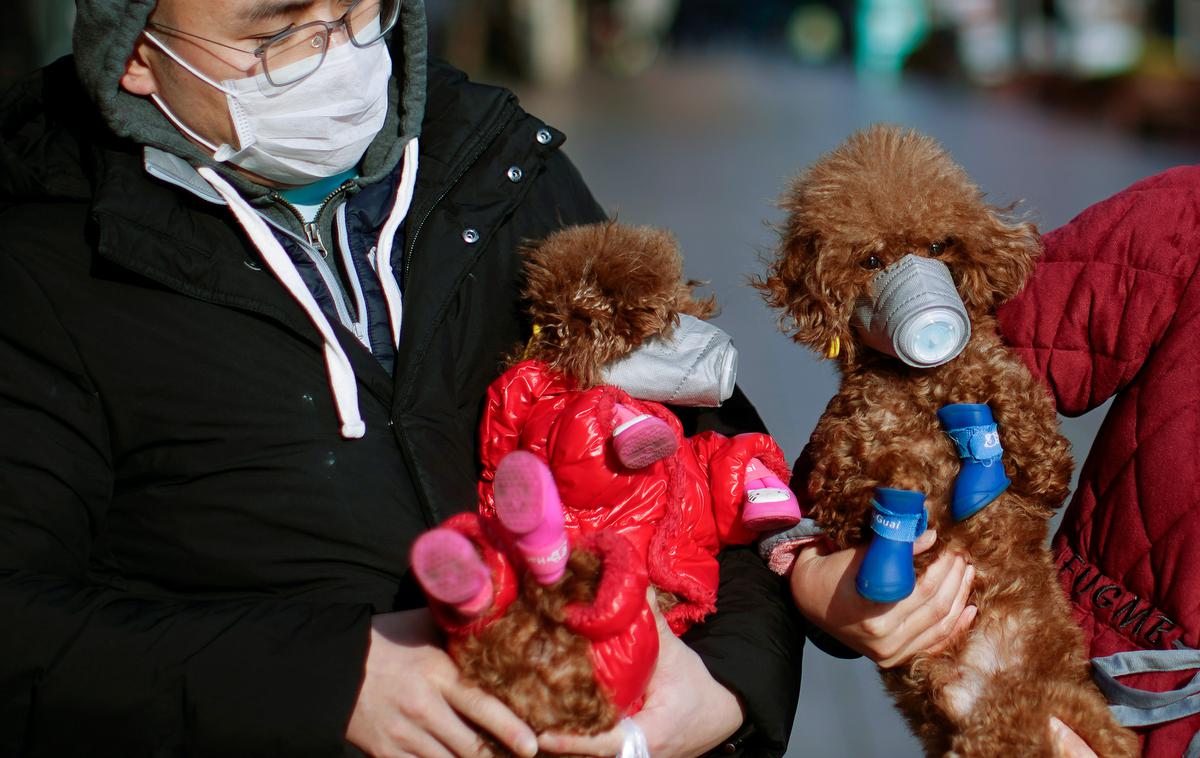 Koronavirus pes | Zaščitne maske so za pse nekoristne in jih spravljajo v stres.  | Foto Reuters