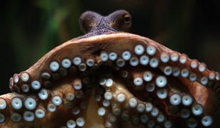 Znanstveniki dokazali: hobotnice lahko sanjajo (na svoj način)