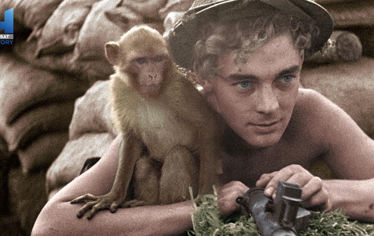 December na Viasat History | Dvodelni dokumentarec Živali v vojni nam bo predstavil vlogo živali v bitkah druge svetovne vojne. | Foto ZED