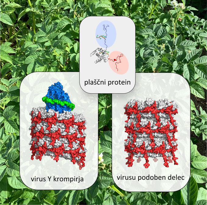 Atomski model strukture virusnega plaščnega proteina (zgoraj), ki se v prisotnosti virusne RNA sestavi v virusni delec (levo), v odsotnosti virusne RNA pa v virusu podoben delec (desno). | Foto: Kemijski inštitut