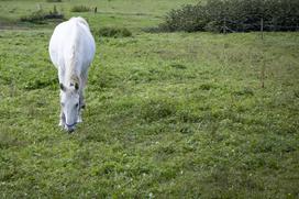Pedagoško raziskovalni center za konjerejo Krumperk