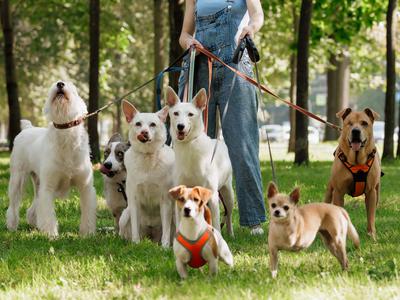 Katere pasme so najboljša izbira za ljudi, ki še niso imeli psa?