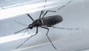 Brazilija: Z virusom zika se bo okužil le en obiskovalec iger