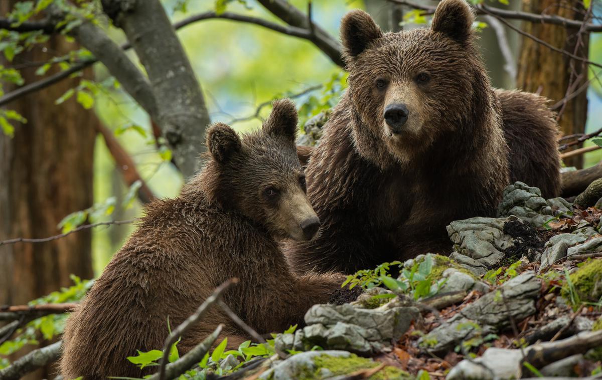 Miha Mlakar medvedji fotosafari | "Samo, če bo neka lokalna skupnost v splošnem podpirala neko živalsko vrsto, bo ta obstala, v nasprotnem primeru se jo iztrebi, kar je zgodovina že večkrat pokazala," pravi Rok Černe. | Foto Osebni arhiv Mihe Mlakarja