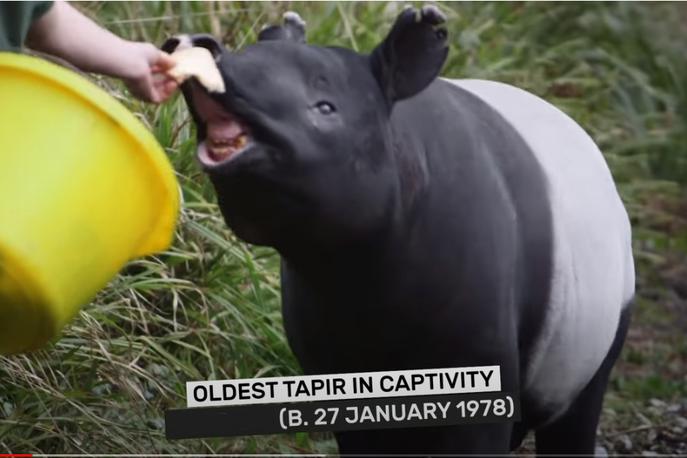 tapir, Kingut | Kingut je bil najstarejši tapir na svetu. | Foto YouTube