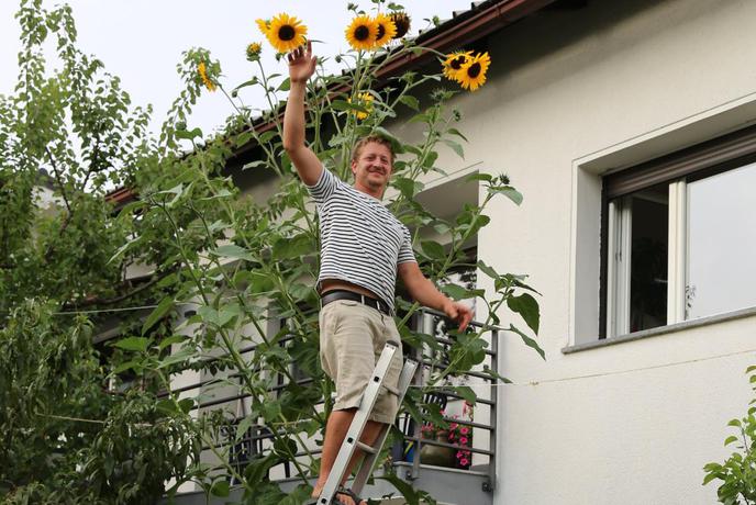 Ljubljančan na svojem vrtu vzgojil sončnico velikanko