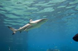 V Španiji zaradi morskih psov zaprli nekaj plaž