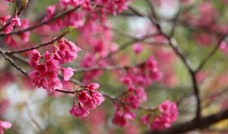 V ljubljanskem botaničnem vrtu vzcvetela japonska češnja