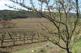 Bordeaux, Burgundija in Šampanja … Kaj pa Languedoc?