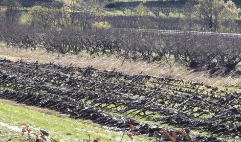 Vinogradniki v Goriških brdih potrebujejo takojšnjo pomoč države