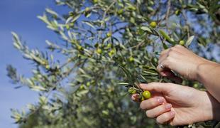 Ko oljka obrodi, olivno olje se rodi
