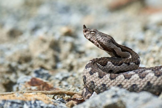 Modras, kača | Dečka je najverjetneje ugriznil mladič modrasa. | Foto Shutterstock