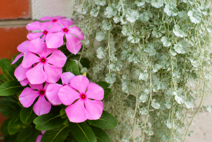 vinke, srebrni dež | Foto: Shutterstock