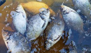 V Sloveniji potrdili virus, ki je povzročil množični pogin rib na Hrvaškem