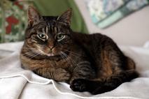 Maček, mačka, muca