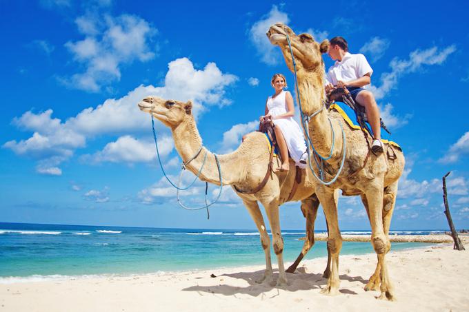kamele morje plaža počitnice potovanja | Foto: 