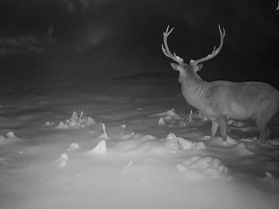 Lovska družina delila neverjeten posnetek: jelen za las pobegnil tropu volkov #video