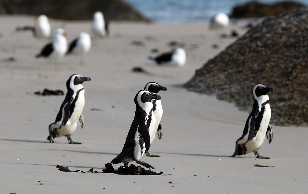 Afriški pingvini | V južnoafriškem narodnem parku so povedali, da so ptice odpeljali na obdukcijo, ki je pokazala, da imajo vsi pingvini več čebeljih pikov.  | Foto Reuters