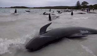 V Avstraliji evtanazirali 43 nasedlih kitov #video