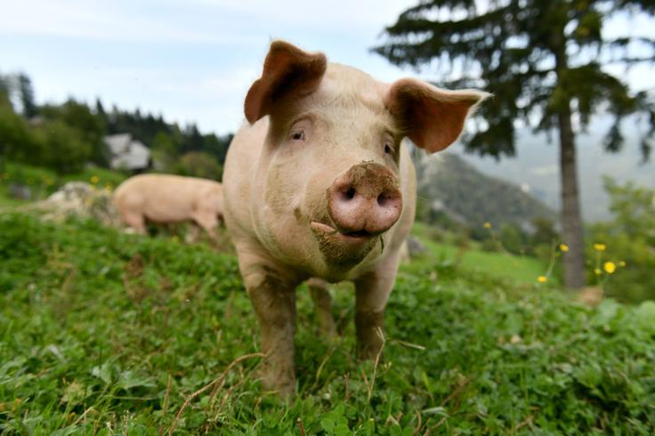 Bistvene vsebinske spremembe Strateškega načrta skupne kmetijske politike 2023–2027 za Slovenijo so usmerjene v spodbujanje dobrobiti živali in ekološkega kmetijstva. | Foto: STA