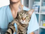 mačka, veterinar