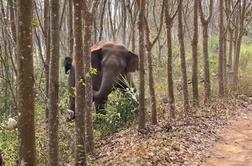 Kaj se zgodi s slonom, ki najde nahrbtnik z opijem? #video