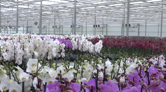 Zadnji ukrepi so tako prizadeli tudi tiste, ki se ukvarjajo s prodajo rož in vrtnin. Med njimi je tudi prekmursko podjetje Ocean Orchids. | Foto: Planet TV