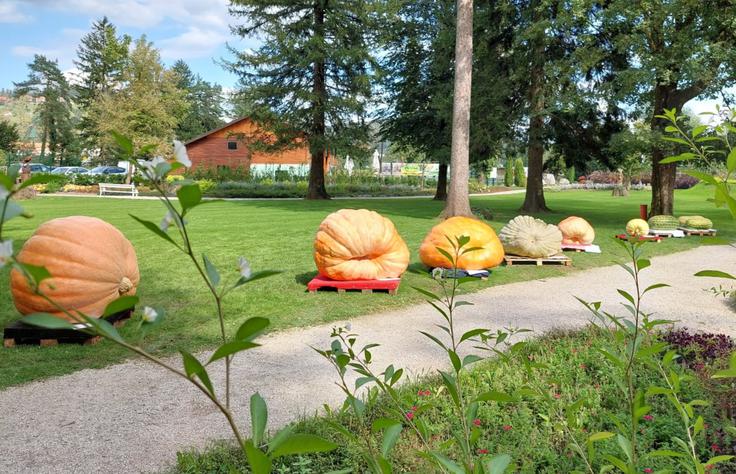 buče velikanke, Mozirje | Foto: Maja Horvat/Mozirski gaj