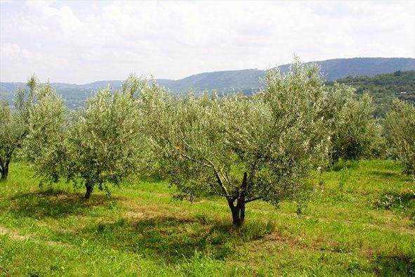 Visoko priznanje za slovensko olivno olje