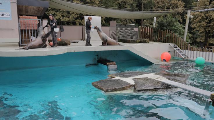 Obeležitev mednarodnega dneva oskrbnikov v ZOO Ljubljana | Foto: STA