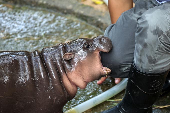 Moo Deng, povodni konj | Foto: Reuters