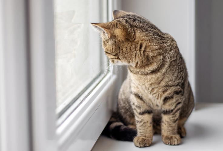 mačka | Foto: Shutterstock