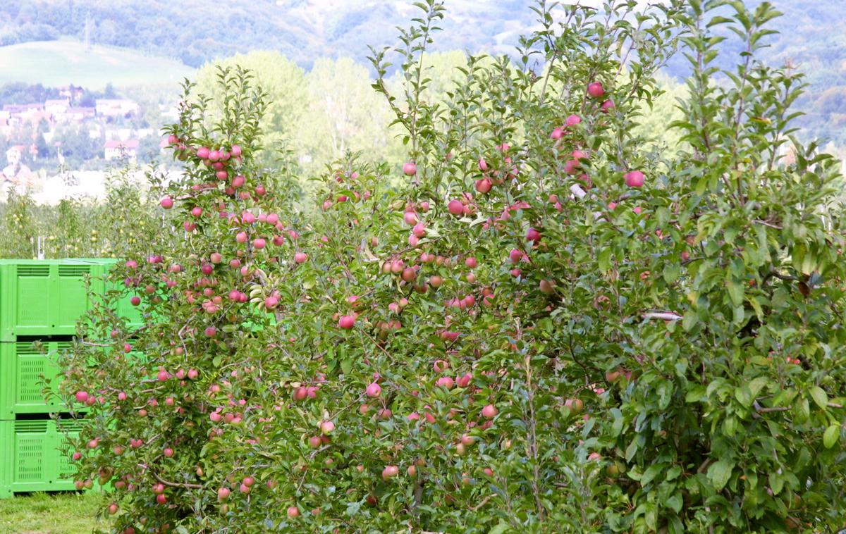 Jablana | Po dveh sušnih letih so letos jablane polne jabolk. | Foto Bojan Puhek