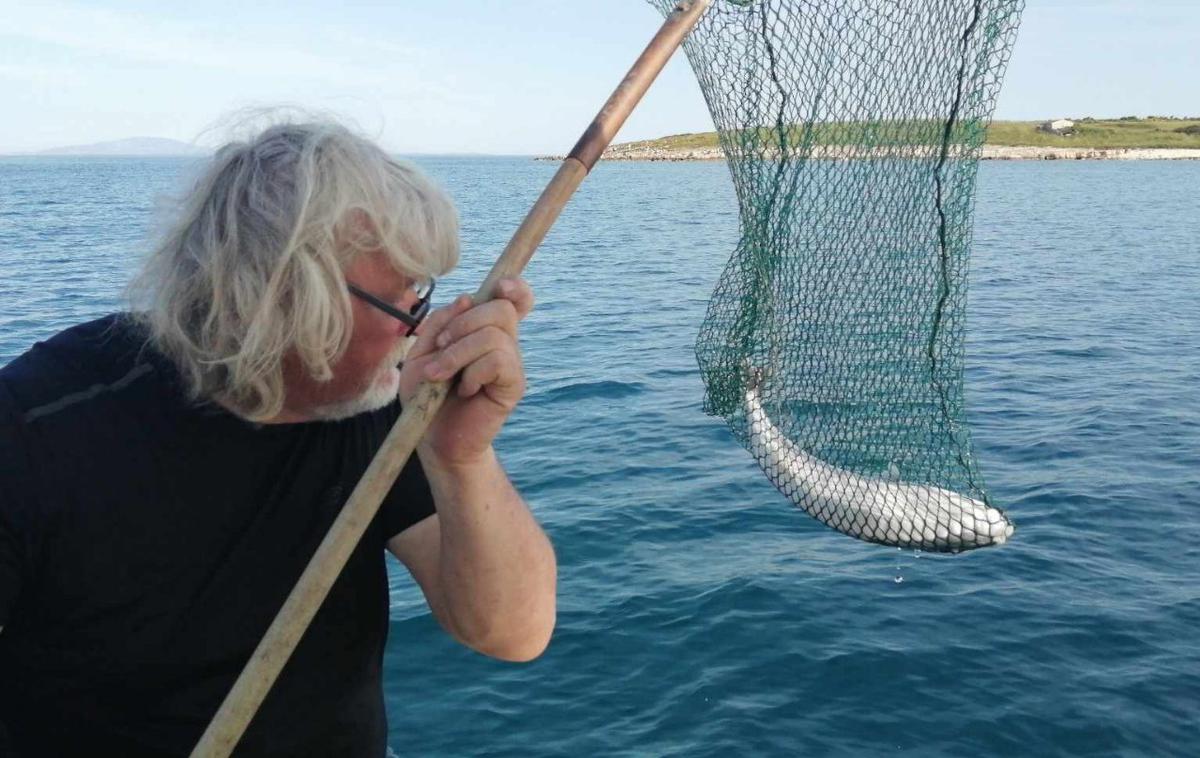 Slovenski ribič | Ob prerezu so v želodcu ribe našli tri trnke, enega pa je imela zataknjenega v ustih.  | Foto Aquarium Pula/FB