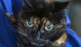 Umrla je najstarejša mačka na svetu, stara 27 let