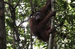 Predebela malezijska orangutanka na dieti