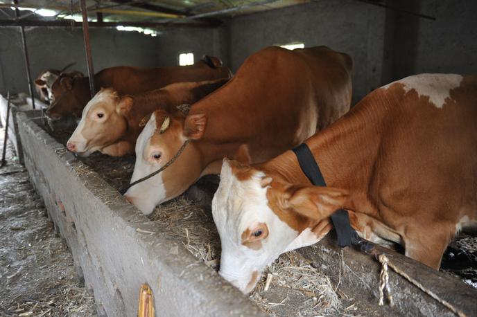 Krave, govedo | Uprava za varno hrano, veterinarstvo in varstvo rastlin je 24 živali kmetiji iz Leskovca pri Krškem odvzela 14. novembra lani z ustno odločbo na zapisnik. | Foto Guliver Image