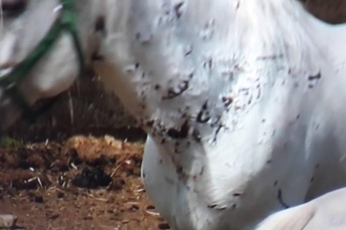 Lipica | Veterinarska inšpekcija je pregledala vseh 15 živali, ki so bile v izpustu, torej teh osem kobil in sedem žrebcev kastratov kot tudi druge živali v hlevih. | Foto Iztok Humar