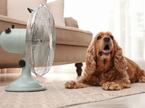hišni ljubljenček, pes, domača žival, ventilator